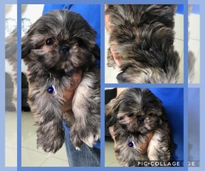 Shih Tzu Puppy for sale in NEEDVILLE, TX, USA
