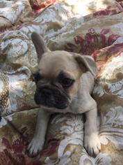 French Bulldog Puppy for sale in LUBBOCK, TX, USA