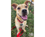 Small #13 Labrador Retriever Mix