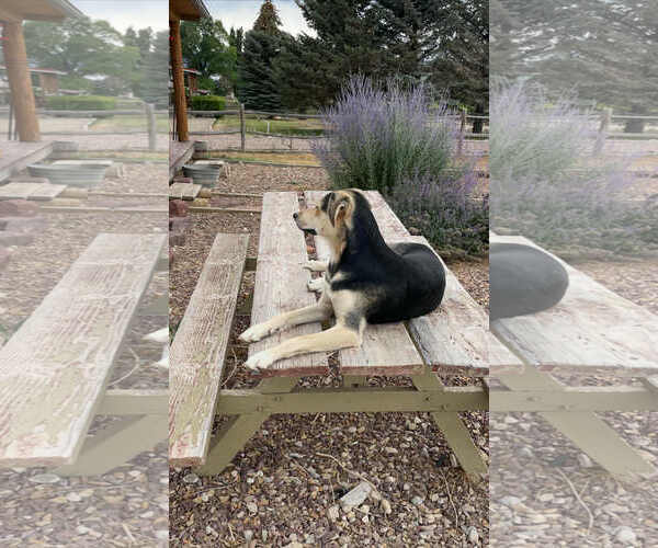 Medium Photo #12 Labsky Puppy For Sale in MIDWAY, UT, USA