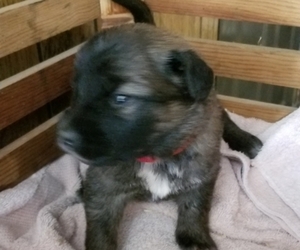 German Shepherd Dog-Saint Bernard Mix Puppy for sale in SAND LAKE, MI, USA