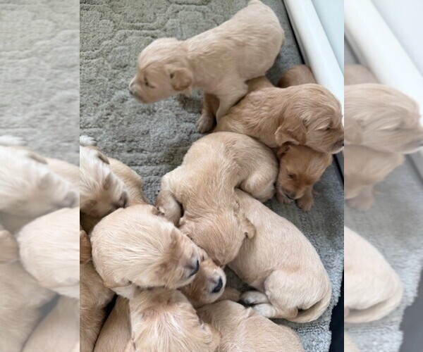 Medium Photo #4 Goldendoodle Puppy For Sale in MANTECA, CA, USA