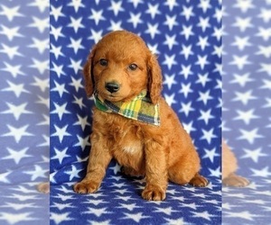 Double Doodle Puppy for sale in NOTTINGHAM, PA, USA