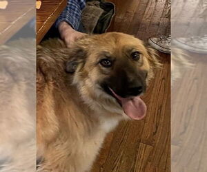 Australian Shepherd-Unknown Mix Dogs for adoption in Winter Park, CO, USA