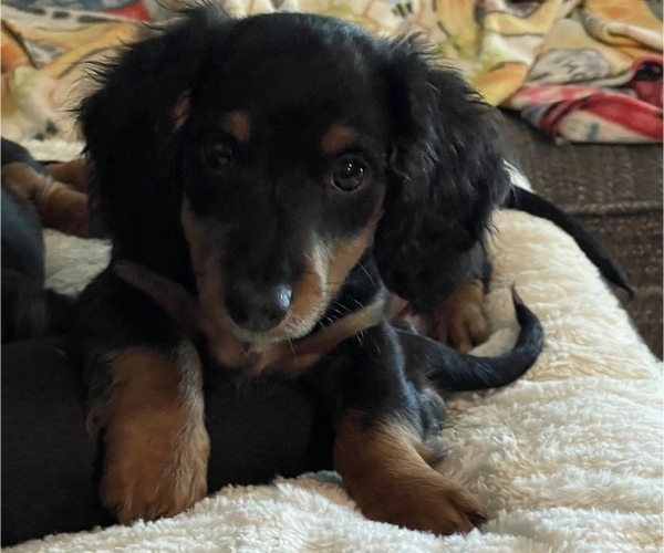 Medium Photo #1 Dachshund Puppy For Sale in NORWALK, IA, USA
