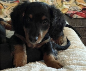 Dachshund Puppy for sale in NORWALK, IA, USA
