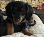 Small Photo #1 Dachshund Puppy For Sale in NORWALK, IA, USA