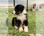 Small Photo #5 Miniature Australian Shepherd Puppy For Sale in WOODRUFF, SC, USA