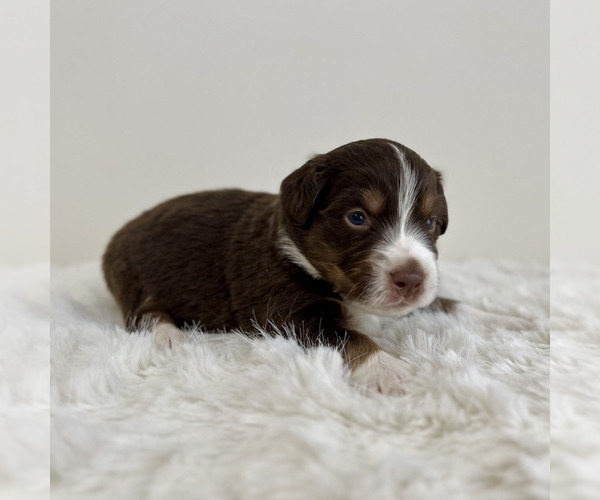 Medium Photo #7 Aussiedoodle Miniature -Miniature Bernedoodle Mix Puppy For Sale in CULPEPER, VA, USA