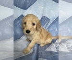 Small Photo #19 Goldendoodle Puppy For Sale in MC LEANSVILLE, NC, USA