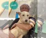 Small #8 Saluki-Whippet Mix