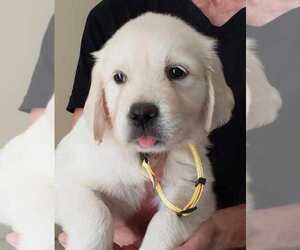 Golden Retriever Puppy for sale in NEWVILLE, PA, USA