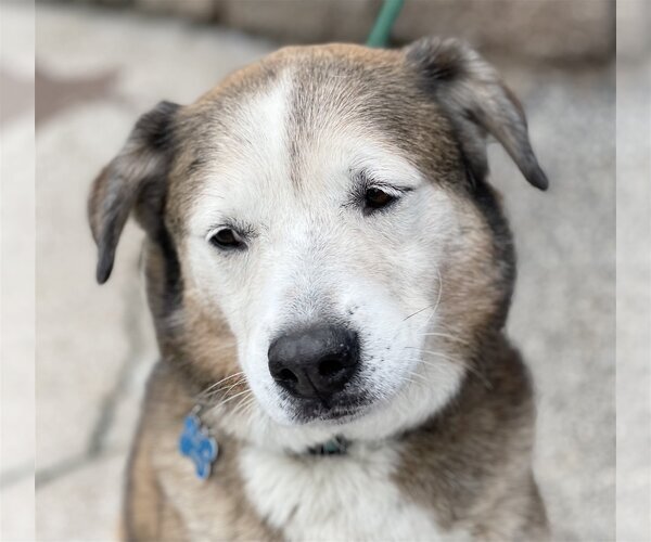Medium Photo #6 Huskies -Unknown Mix Puppy For Sale in Houston, TX, USA