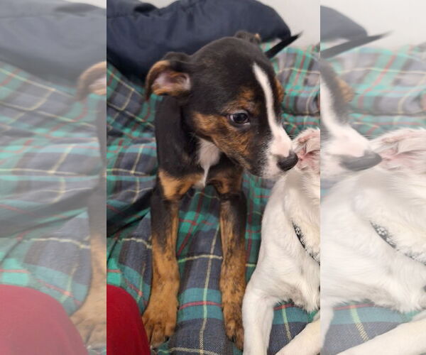 Medium Photo #7 Doberman Pinscher-Unknown Mix Puppy For Sale in Chico, CA, USA