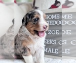 Puppy Zoe Aussiedoodle