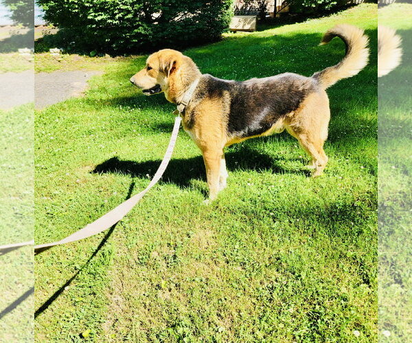 Medium Photo #2 German Shepherd Dog-Great Pyrenees Mix Puppy For Sale in Rockaway, NJ, USA
