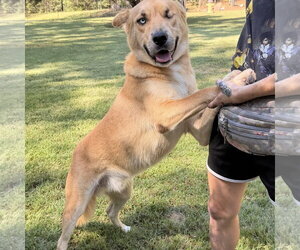 POPEYE - Male Labrador Retriever Dog for Adoption - Photo #4