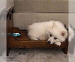 Small #4 American Eskimo Dog