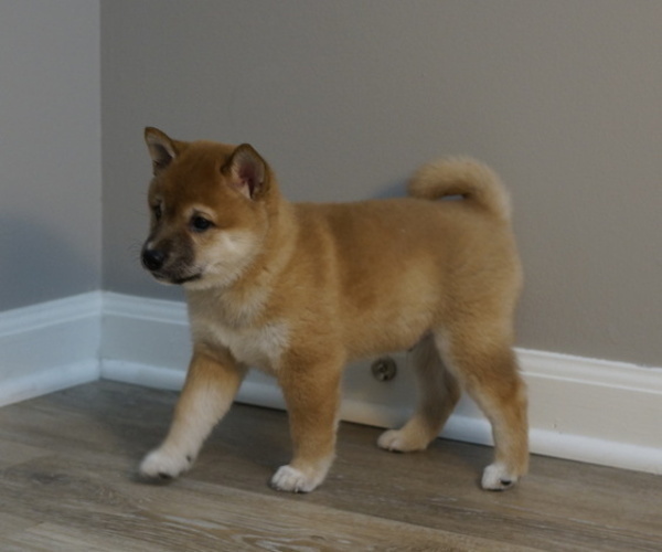 Medium Photo #24 Shiba Inu Puppy For Sale in CARPENTERSVILLE, IL, USA