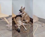 Small #3 German Shepherd Dog Mix