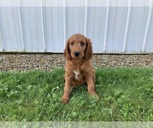 Goldendoodle Puppy for sale in RITTMAN, OH, USA