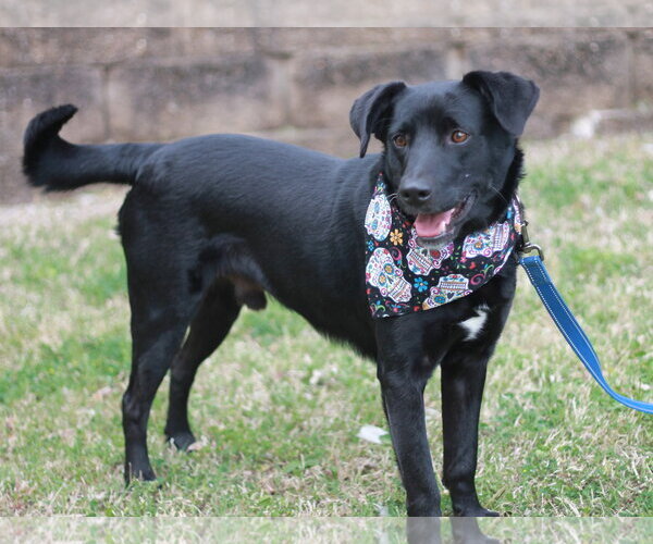 Medium Photo #2 Labrador Retriever-Unknown Mix Puppy For Sale in Cookeville, TN, USA