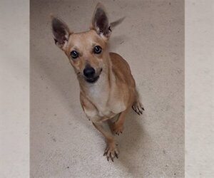 Chihuahua-Unknown Mix Dogs for adoption in Chula Vista, CA, USA