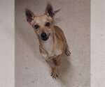 Small Chihuahua Mix