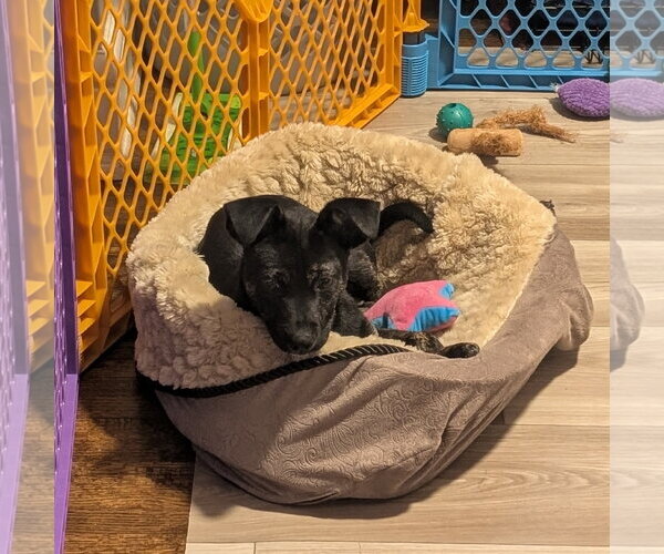 Medium Photo #4 Mutt Puppy For Sale in Brooklyn Center, MN, USA