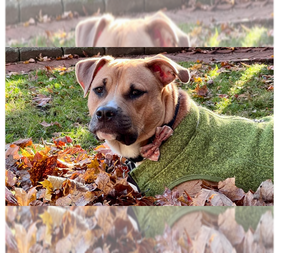 Medium Photo #39 American Staffordshire Terrier-Labrador Retriever Mix Puppy For Sale in Brewster, NY, USA