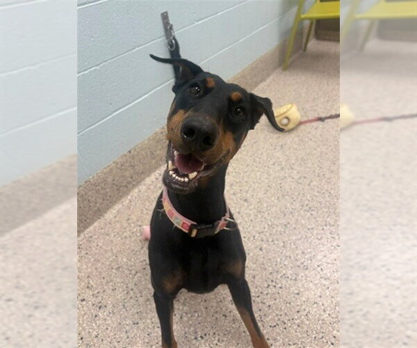 Medium Photo #1 Doberman Pinscher-Unknown Mix Puppy For Sale in Brighton, CO, USA
