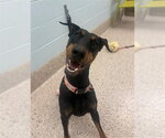 *ARABELLA - Female Doberman Pinscher-Unknown Mix Dog for Adoption - Small photo