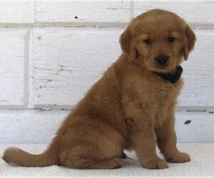 Golden Retriever Puppy for sale in FREDERICKSBURG, OH, USA