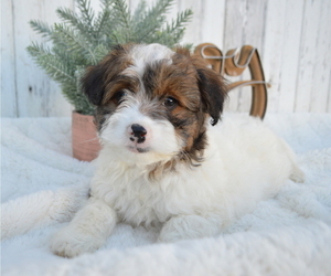 Pom-A-Poo Puppy for sale in HONEY BROOK, PA, USA