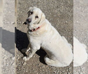 - Mix Dogs for adoption in Woodsfield, OH, USA