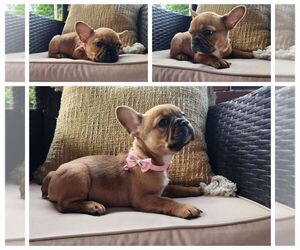 Medium French Bulldog