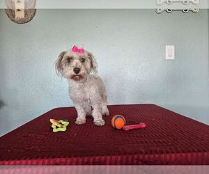 YorkiePoo Puppy for sale in TUCSON, AZ, USA