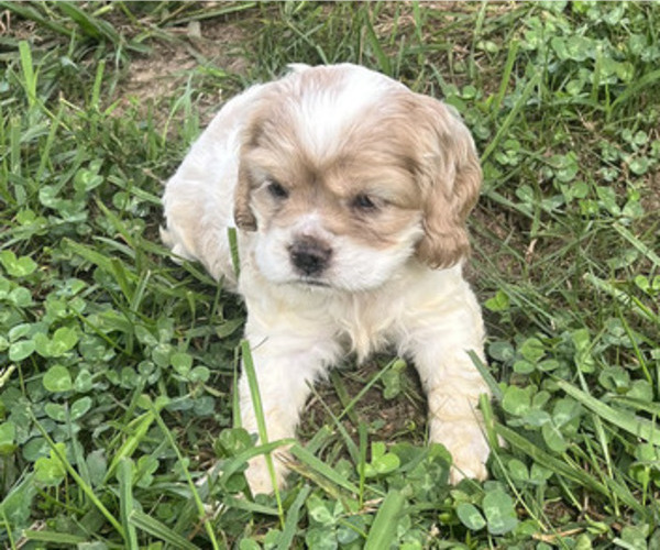 Medium Photo #4 Cocker Spaniel Puppy For Sale in TRINITY, NC, USA