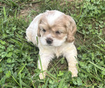 Small #3 Cocker Spaniel