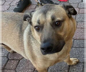 Bassugg Dogs for adoption in Petaluma, CA, USA