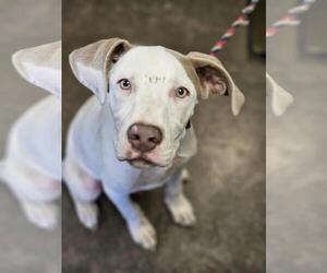 Catahoula Leopard Dog-Great Dane Mix Dogs for adoption in Rockwall, TX, USA
