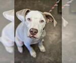 Small Catahoula Leopard Dog-Great Dane Mix