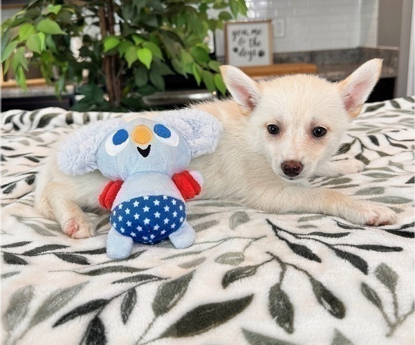 Medium Photo #5 Pomsky Puppy For Sale in INDIANAPOLIS, IN, USA
