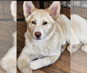 Siberian Husky-Unknown Mix Dogs for adoption in MIDWAY, UT, USA