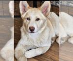 Small Siberian Husky Mix