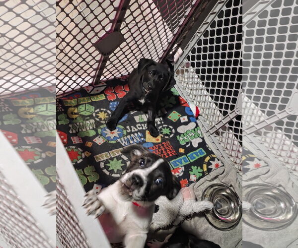 Medium Photo #3 Labrador Retriever-Unknown Mix Puppy For Sale in Sanford, FL, USA