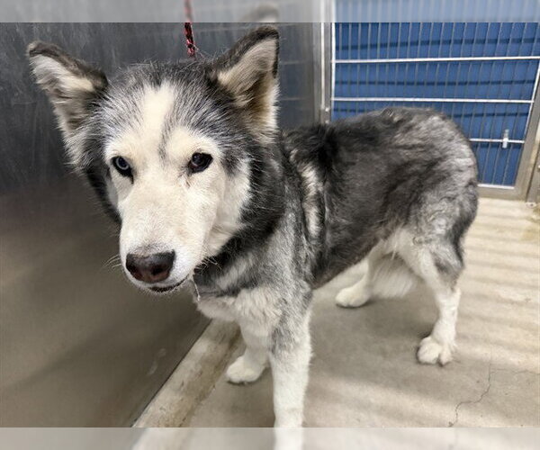Medium Photo #1 Siberian Husky Puppy For Sale in Camarillo, CA, USA
