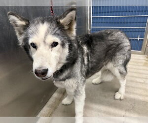 Siberian Husky Dogs for adoption in Camarillo, CA, USA