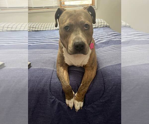 Medium Photo #3 American Pit Bull Terrier-American Staffordshire Terrier Mix Puppy For Sale in Frankenmuth, MI, USA
