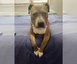 Small #2 American Pit Bull Terrier-American Staffordshire Terrier Mix